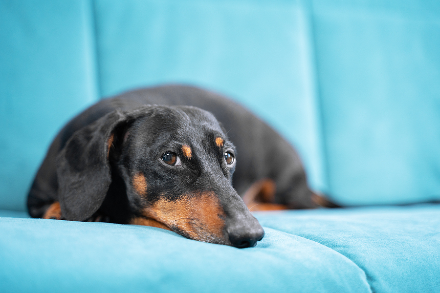 The Pros and Cons Of Allowing Pets In Rental Properties